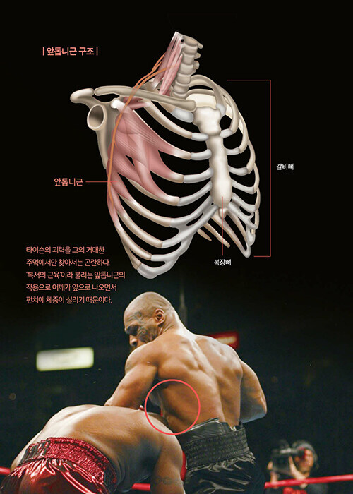올림픽에 간 해부학자 -그들의 뼈는 어떻게 금메달이 되었나 Olympics Anatomy – Korean Essay