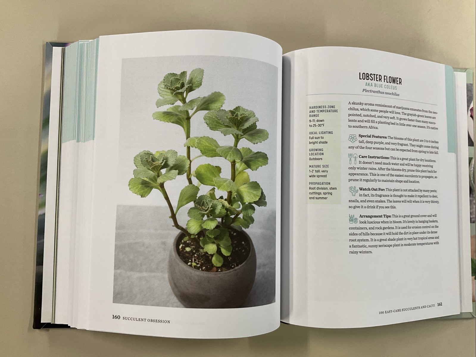 Succulent Obsession Complete Guide by Ken Shelf HC 2022 Rockridge Press