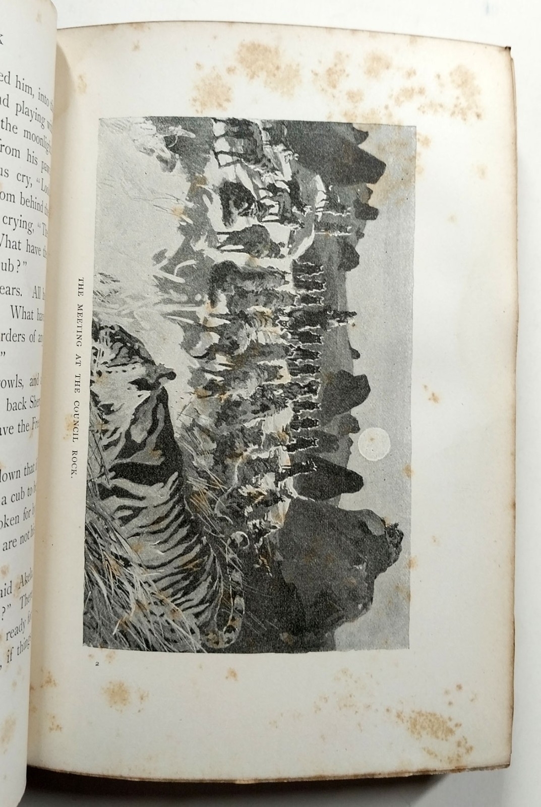The Jungle Book by Rudyard Kipling 1st American Edition 1894 The Century Co HC