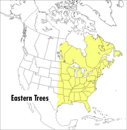 A Peterson Field Guide To Eastern Trees by George A. Petrides: New