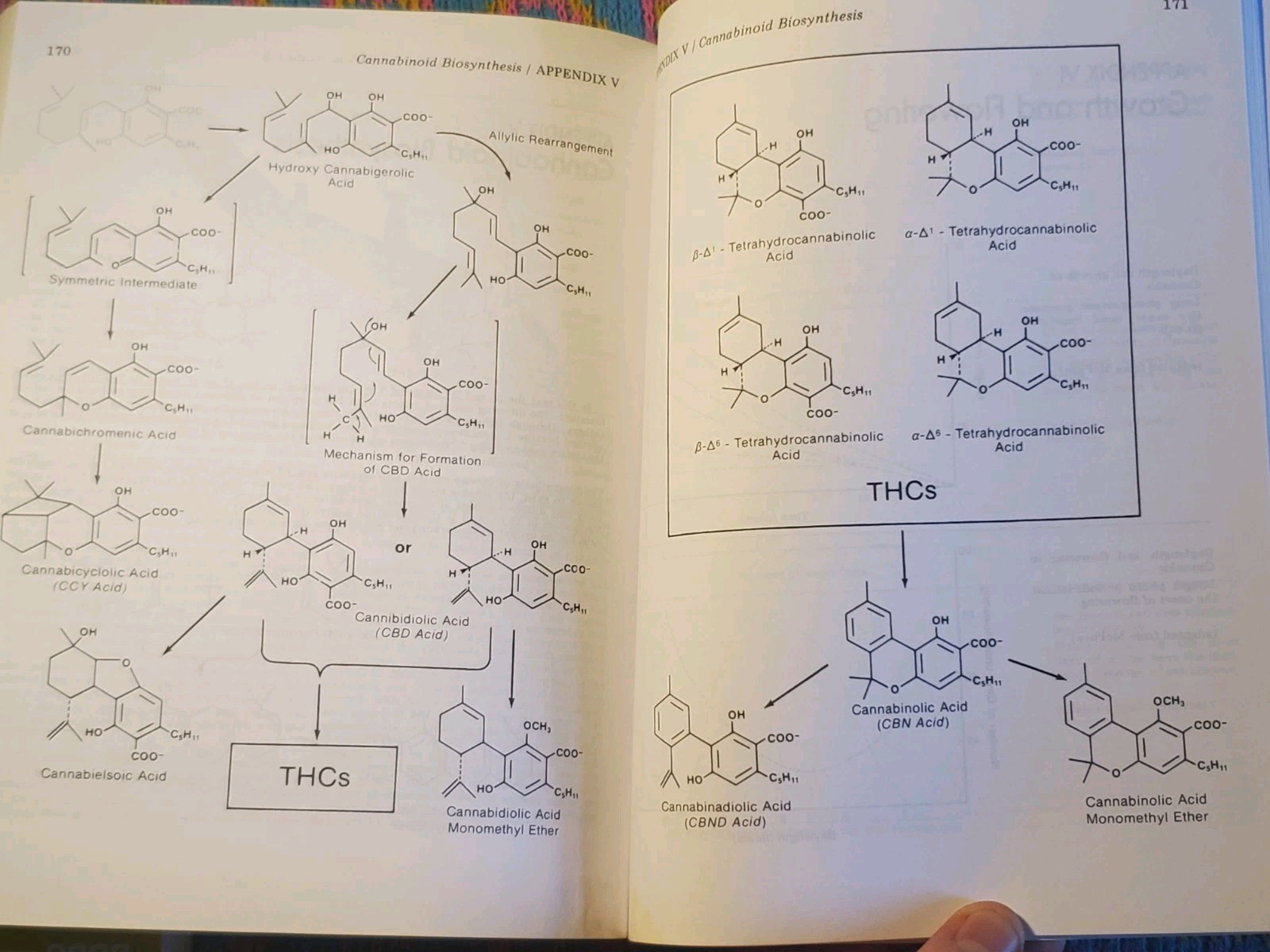 Marijuana Botany by Robert Clarke (Book) Cannabis Cultivation Advanced Study