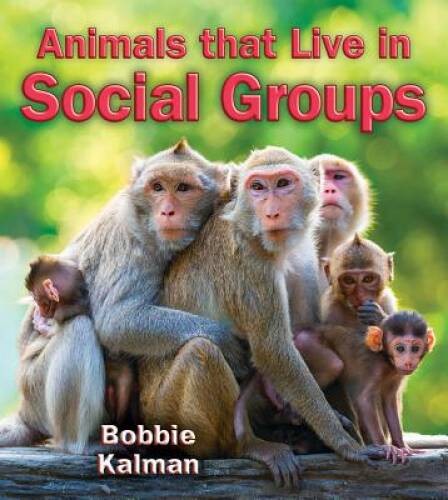 Animals that Live in Social Groups (Big Science Ideas) – Paperback – GOOD