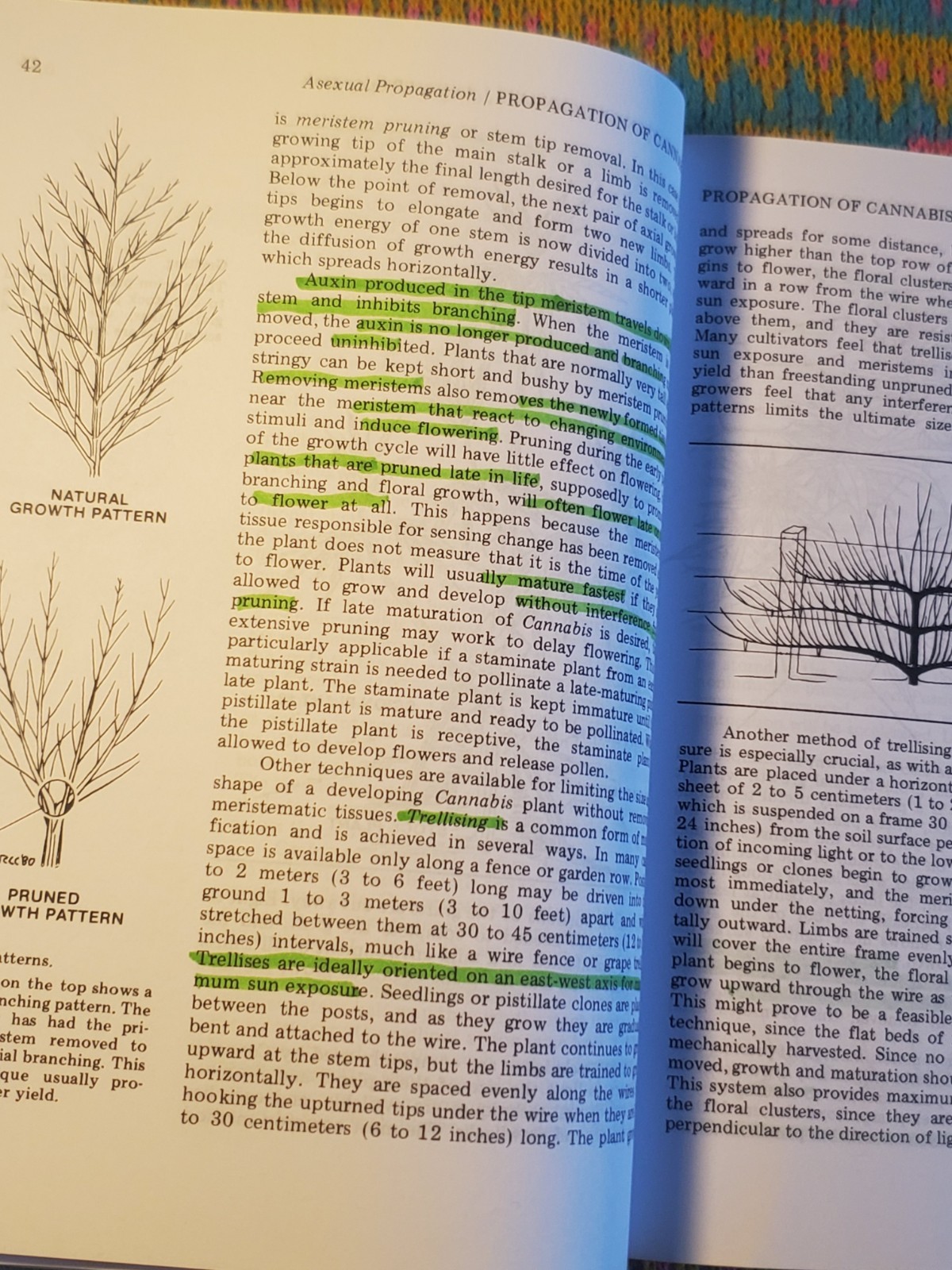 Marijuana Botany by Robert Clarke (Book) Cannabis Cultivation Advanced Study