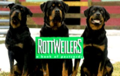 Rottweilers : A Book of 30 Postcards Paperback Andrews McMeel Pub