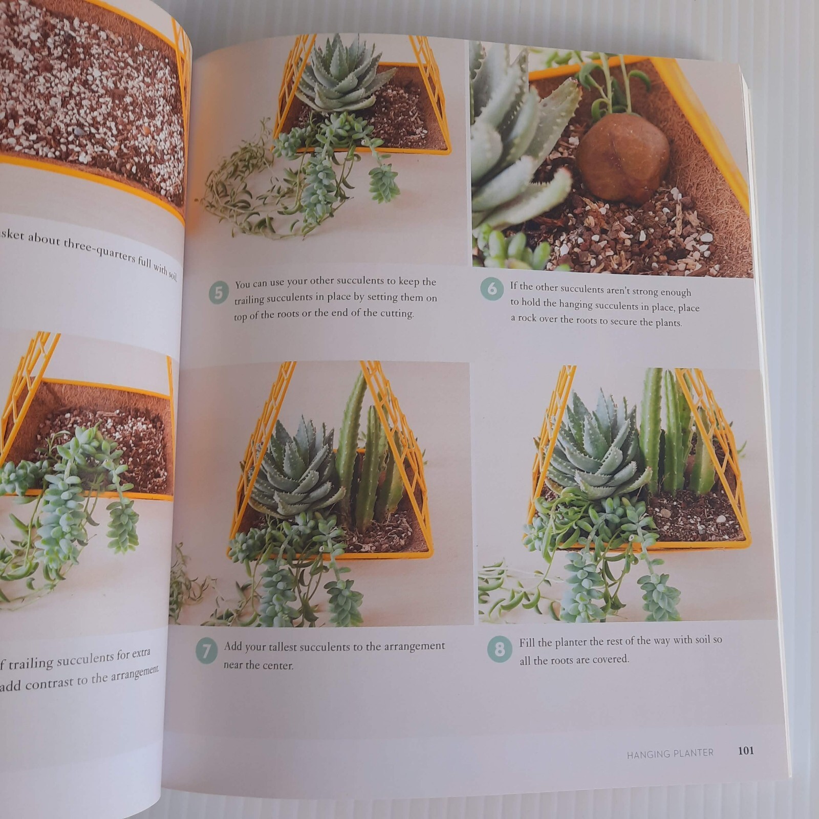 Succulents Care Guide Propagation Selection Pairing Crafts Terrarium Bouquet
