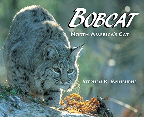 Bobcat