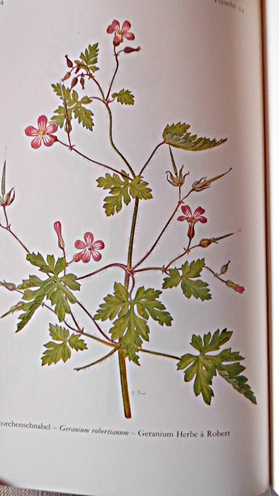 Das große Kräuterheilbuch Kunst, gesund zu bleiben nach der giftfreien Heilmetho